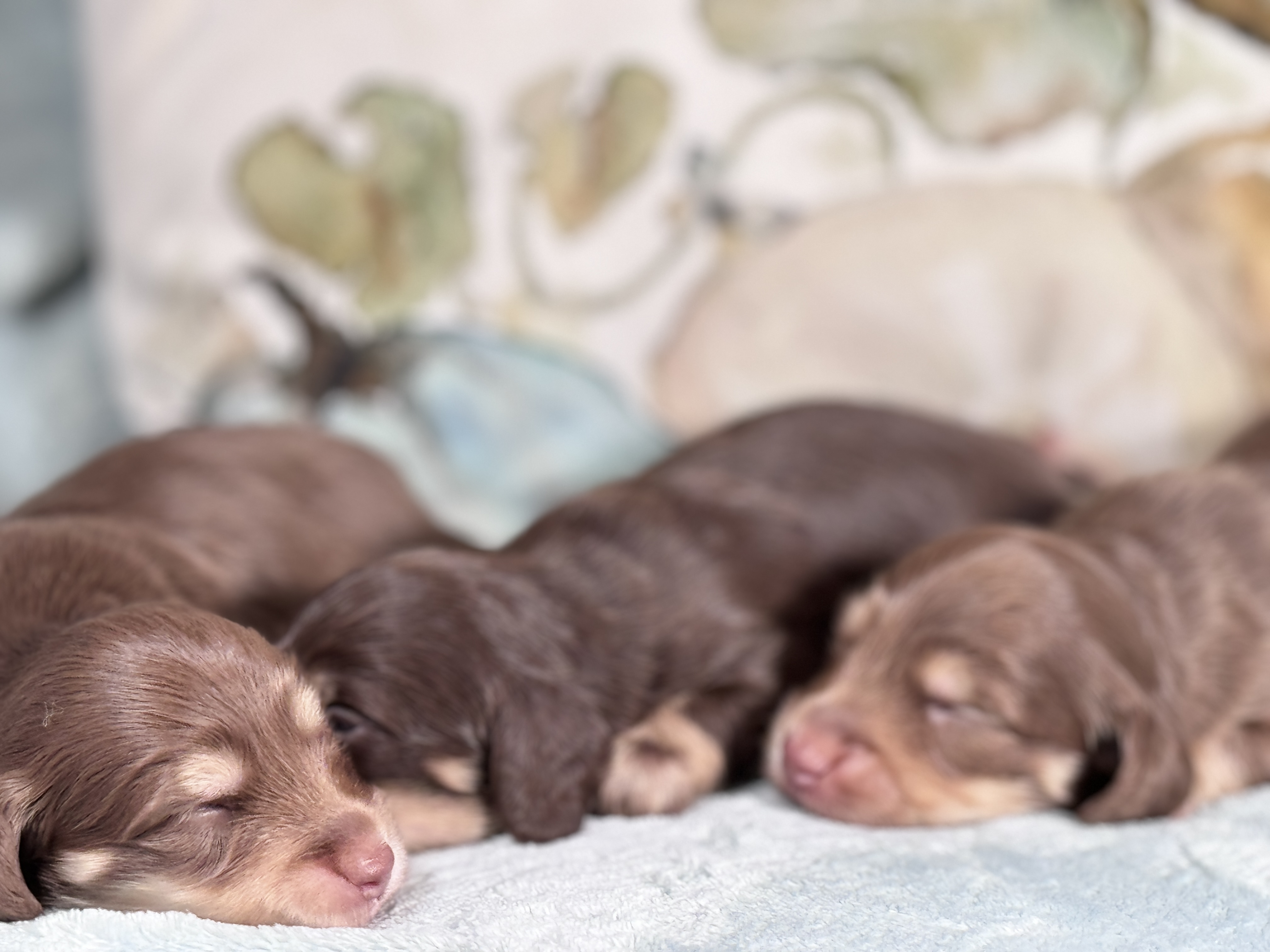 three miniature dachshund 1 week old puppies