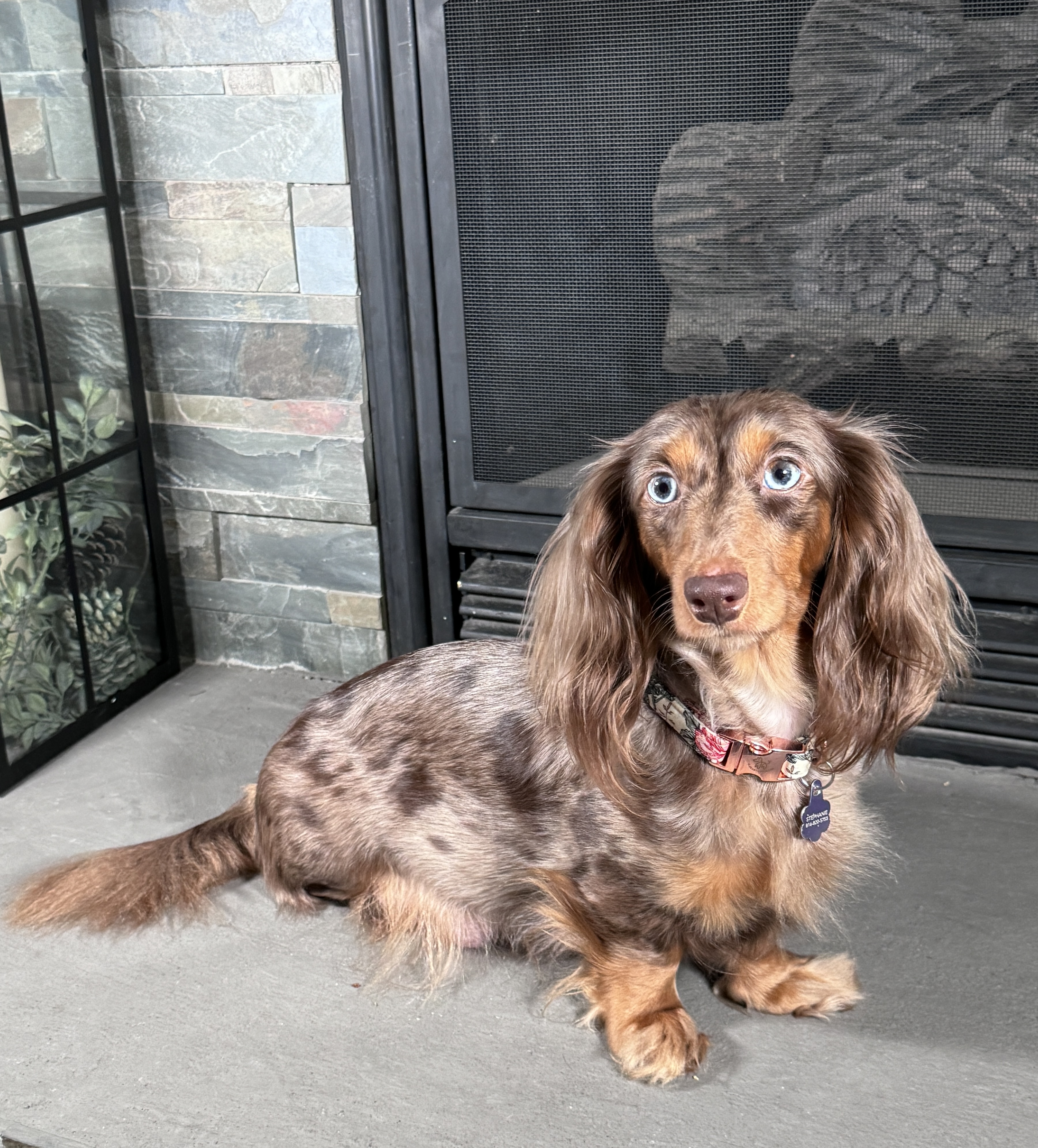 chocolate dapple long haired mini dachshund